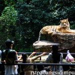 Objek Wisata Keluarga di Lembang Park & Zoo Ajak Anak